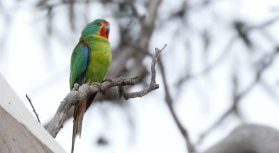 Signing Up For Extinction - Swift Parrot