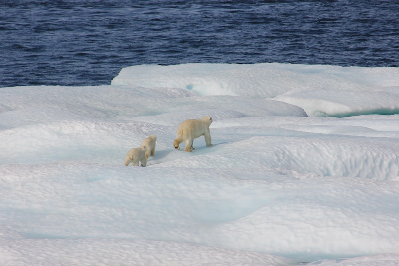 Are we ready? Polar Bears on ice floe