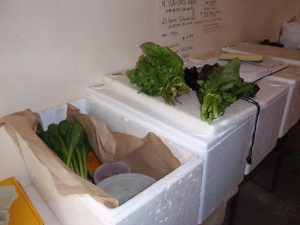 Weekly Vege Boxes