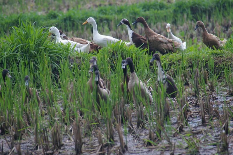 Permaculture in action. Ducks in rice fields, IDEP, Bali, Indonesia