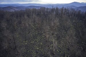 Fighting for East Gippsland Forest - Kuark