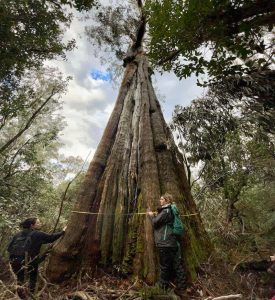 East Gippsland Forests - Sellars Road