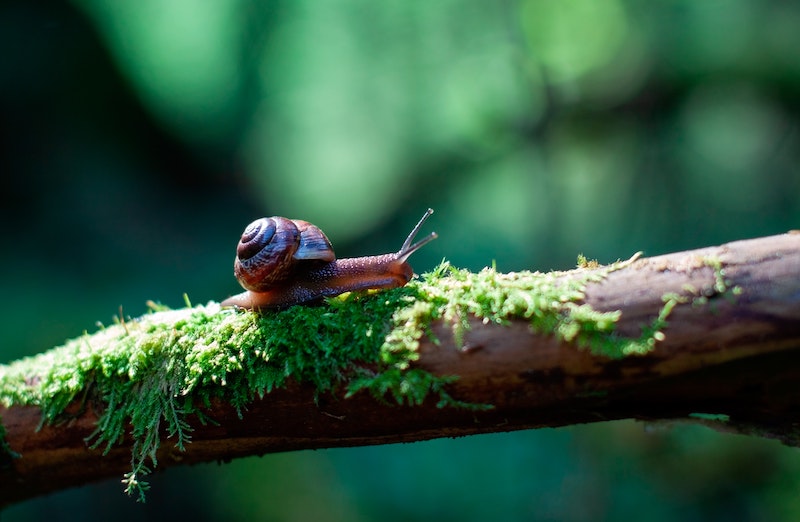 Image description: A snail walking along a mossy tree branch to symbolise a snail, symbol of degrowth.